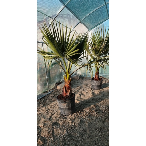 Washingtonia robusta
